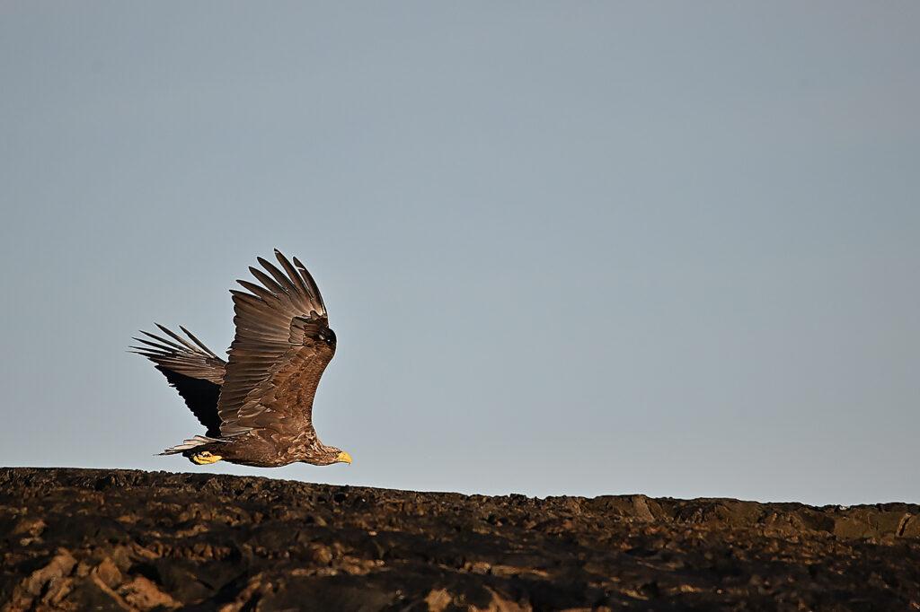 Tierfotograf - Max Hörath - Fotokurs in Norwegen