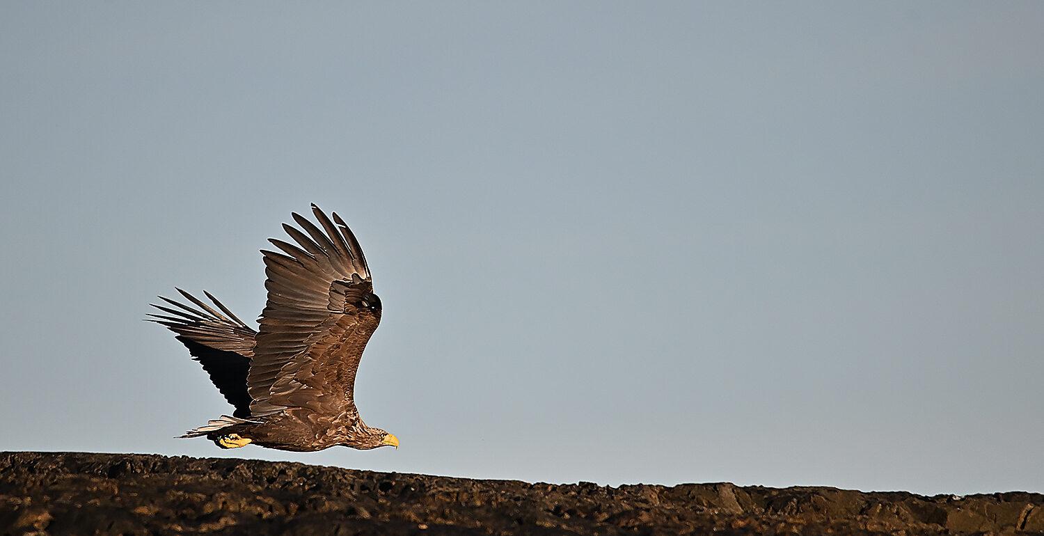 Tierfotograf - Max Hörath - Fotokurs in Norwegen